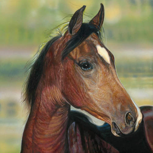 Arabian Son by Steve R. Skipper