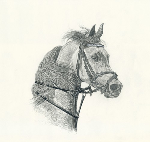 Majesty Limited Edition by Steve R. Skipper