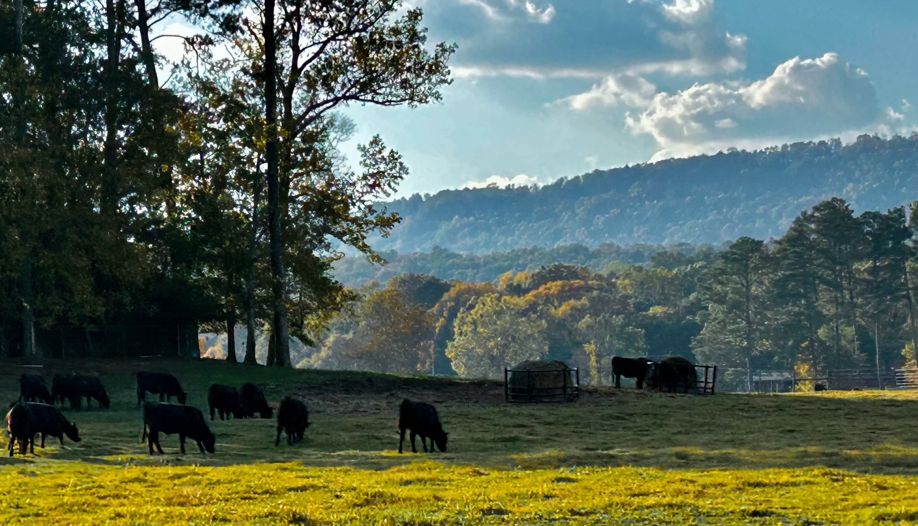 Cattle on a Thousand Hills