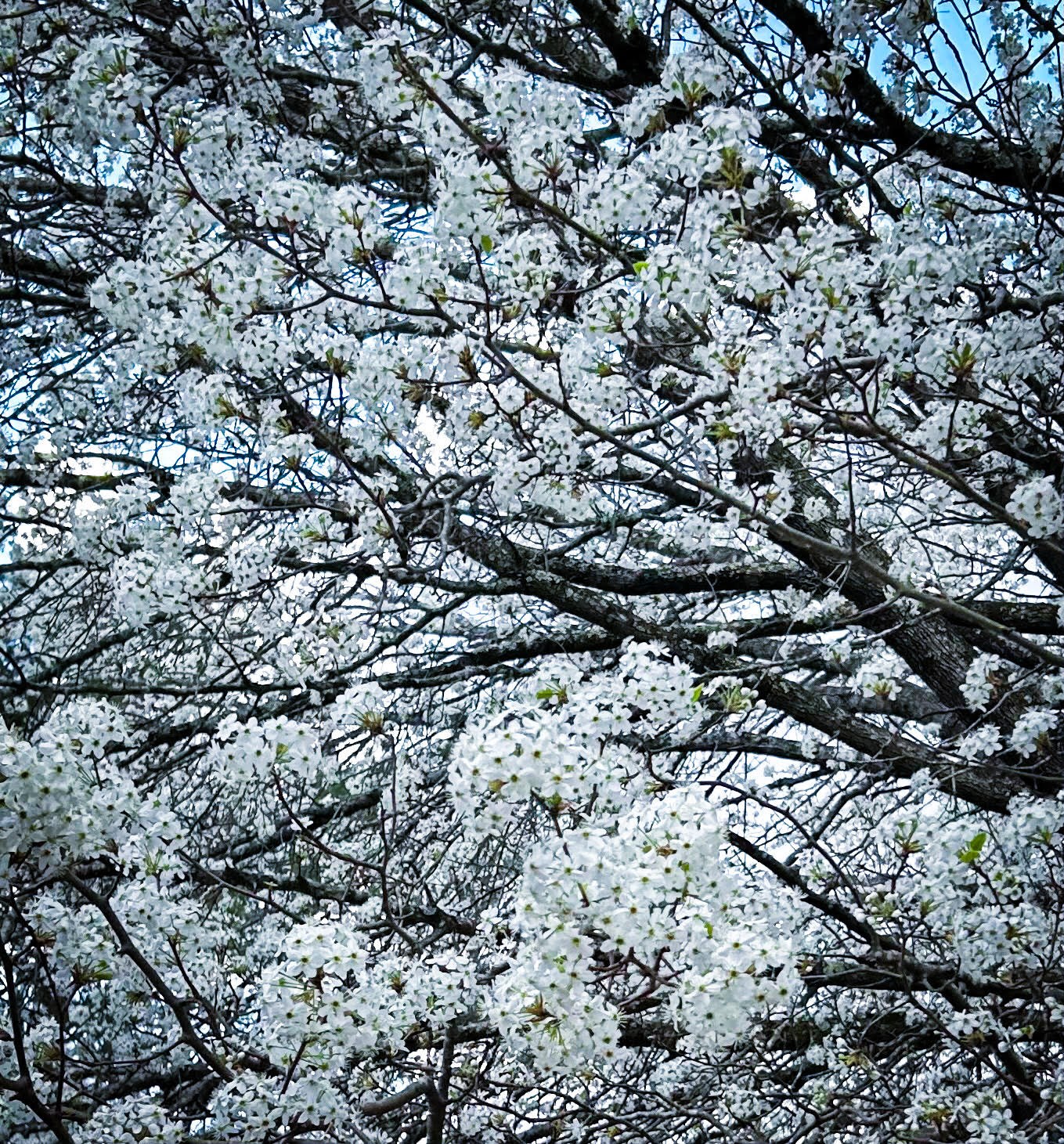 White as Snow