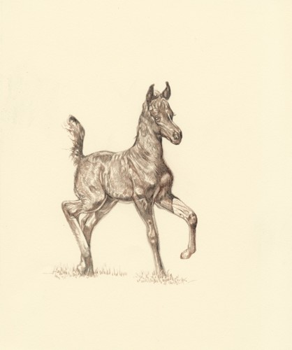 The Colt Limited Edition by Steve R. Skipper