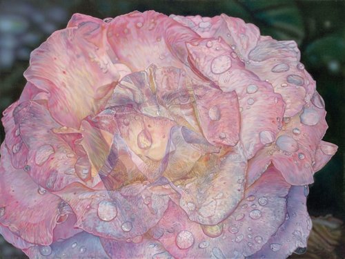 The Rose of Sharon by Steve R. Skipper