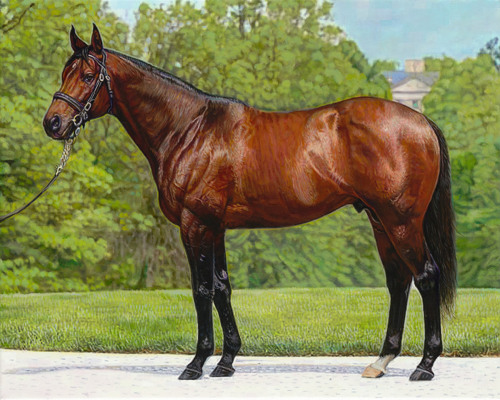 The Thoroughbred by Steve R. Skipper